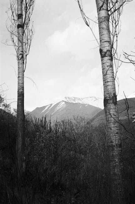 A black and white photograph depicting two tall, slender birch trees with distinctive white bark and dark markings, standing on either side of the image. Behind the trees, a mountain range with snow-capped peaks is visible, partially obscured by a layer of low-hanging clouds or mist. In the foreground, dense shrubs and bushes fill the landscape, creating a natural, wild setting. The scene appears outdoors in a remote or rural area, capturing a peaceful and natural environment suitable for activities like scenic walks or nature photography, consistent with the themes of home relocation and moving logistics supported by Man and Van Ilford.